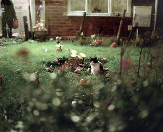 Liz Hingley: The Neighbour's Cat, from the series 'The Jones Family', 2012